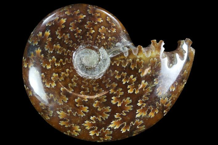 Polished, Agatized Ammonite (Cleoniceras) - Madagascar #97253